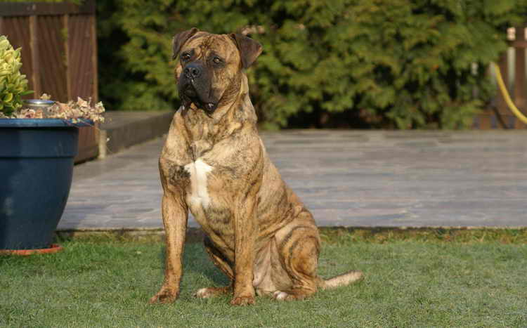 алано эспаньол уход